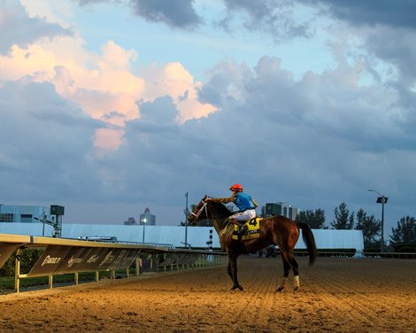 每日賽馬晚報（2026年3月3日），🇺🇸🇯🇵🇭🇰🇦🇪去留杜拜世界盃傾向去，🇬🇧賀倫去印度洋島國開倉