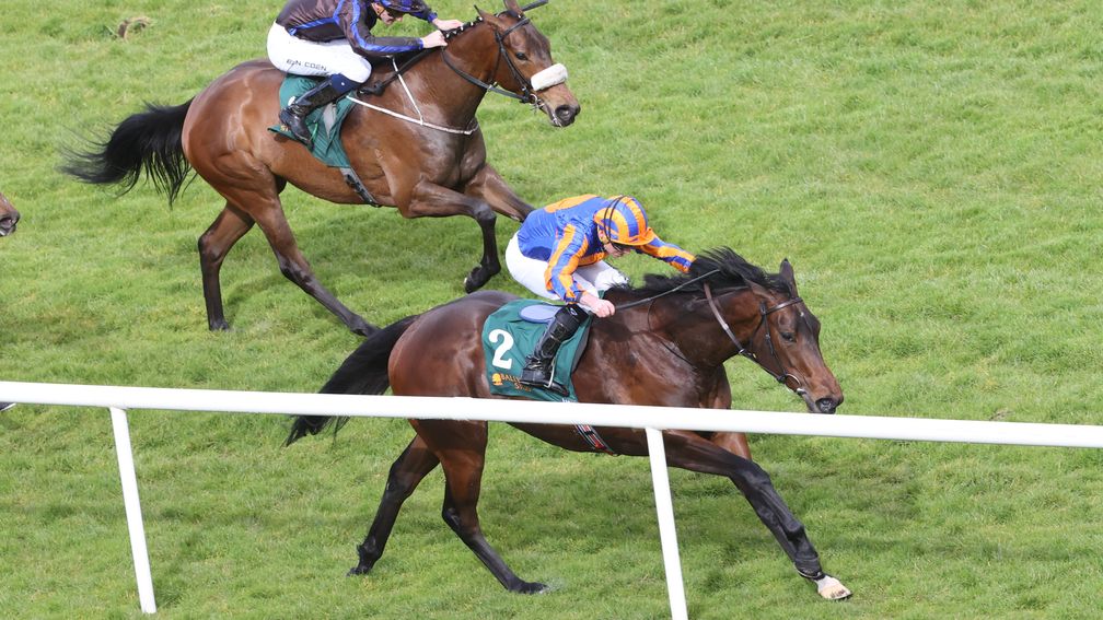 每日賽馬晚報（2026年4月14日），🇦🇺兩屆香港短途錦標冠軍飛快龍永別，🇮🇪波納異彩慘敗打吡存異數