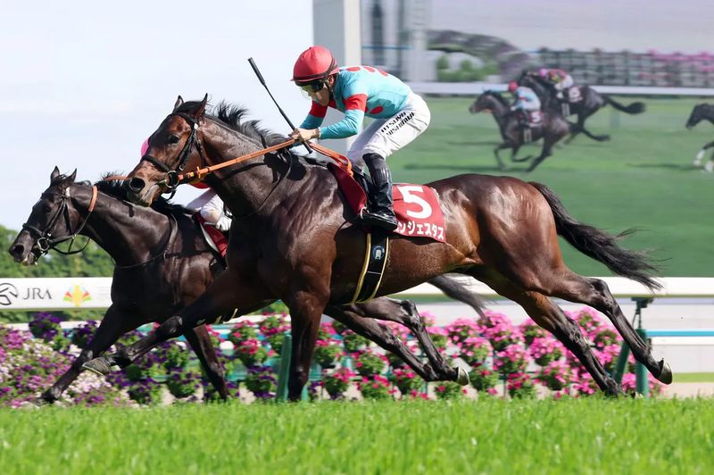 京都新聞盃，塔狀高雲保持全勝